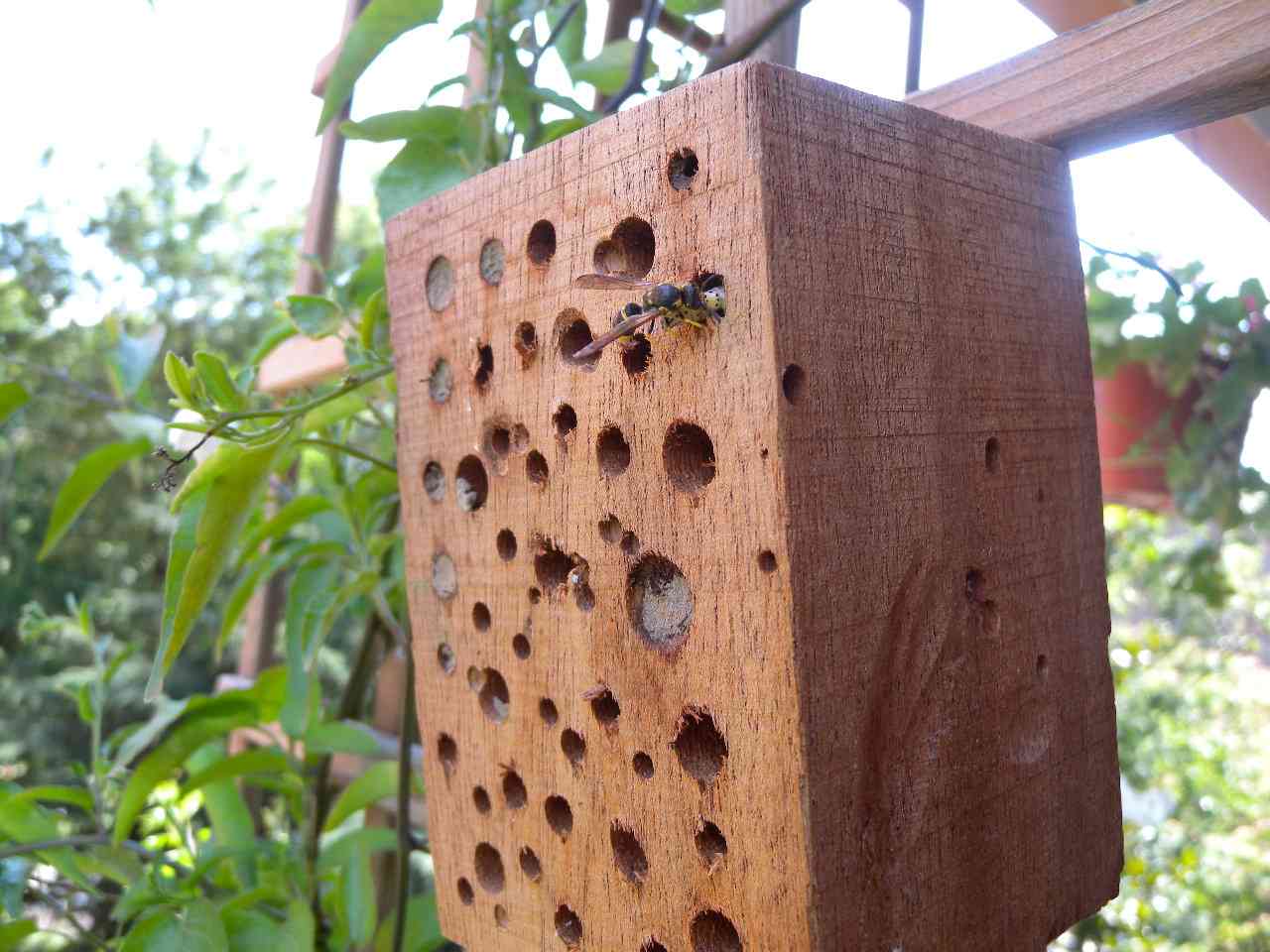 Condominio vespe: Ancistrocerus (?) con bruco)